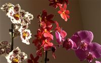 Cambria orchids 