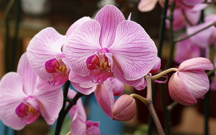 light pink orchid wallpaper 