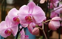 light pink orchid wallpaper 