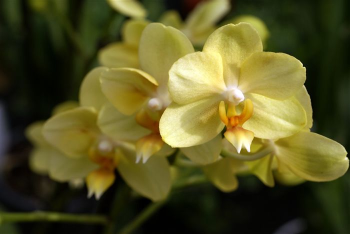 Yellow Orchids close up 