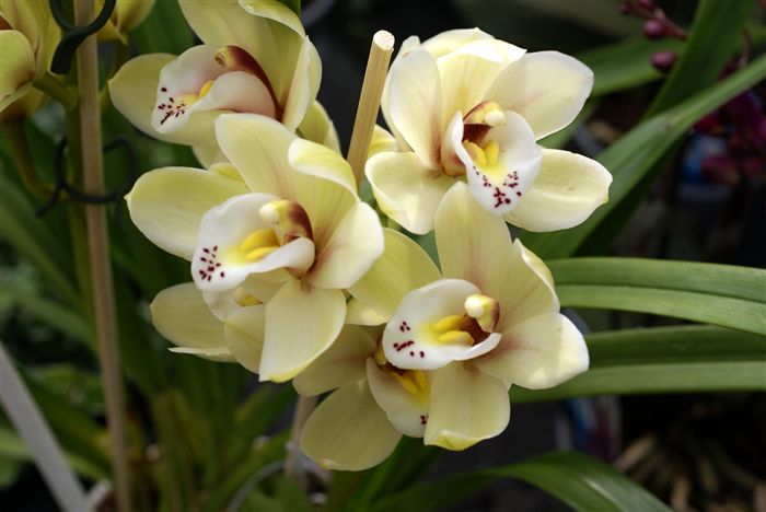 Light Yellow Cattleya Orchid 