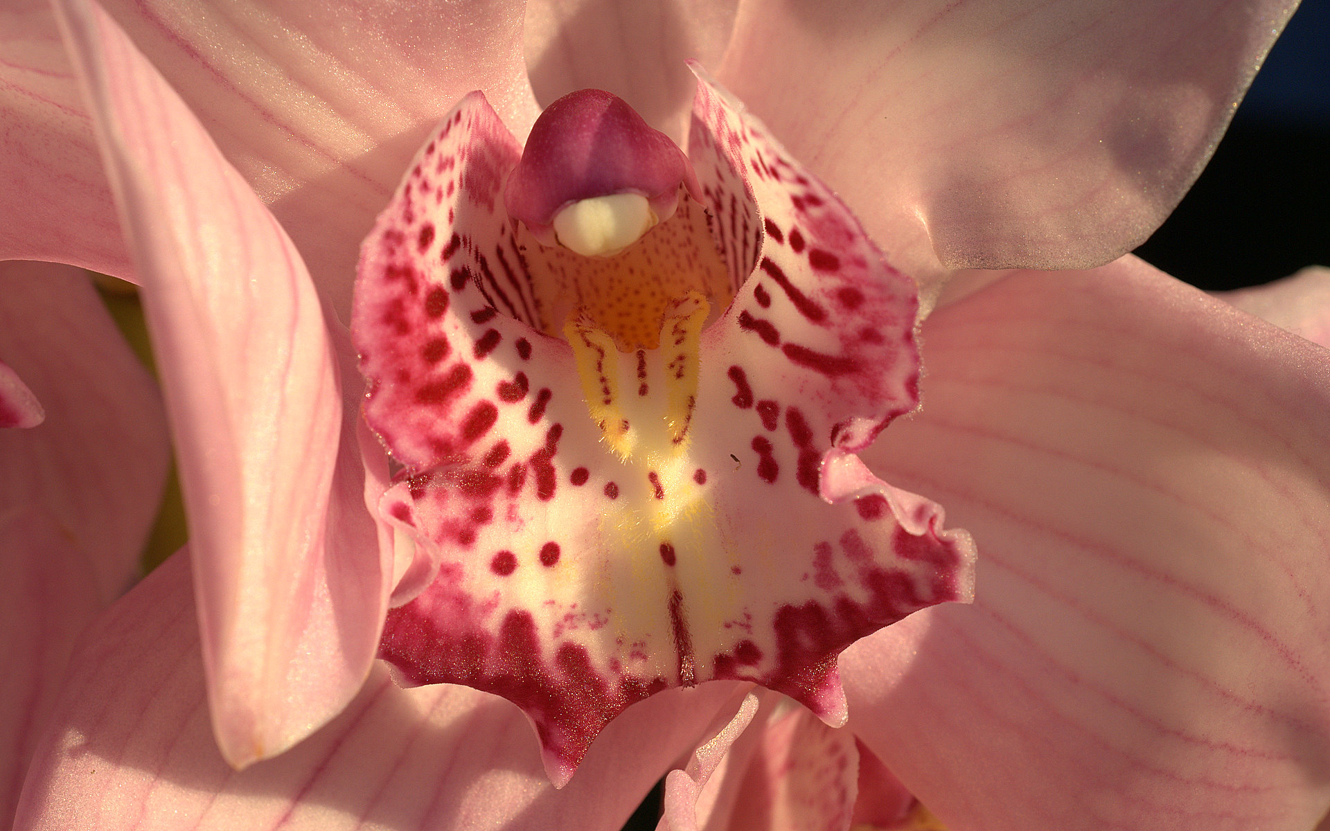 蘭の花 蘭の写真をデスクトップの壁紙 白蘭 ピンクの蘭の花 黄色orch
