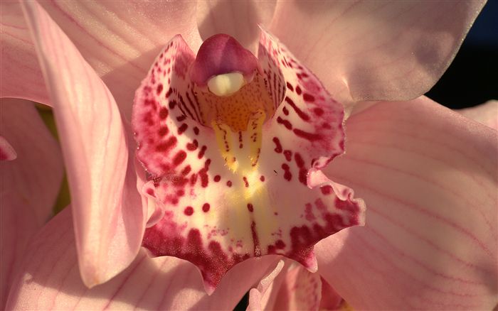 orchid macro 