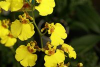 Amarillo Orquídeas