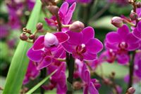 Violeta Orquídeas
