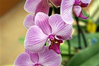 Pink Orquídeas