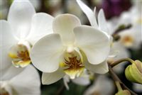 White Orquídeas cerca