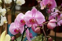 Pink Orquídeas
