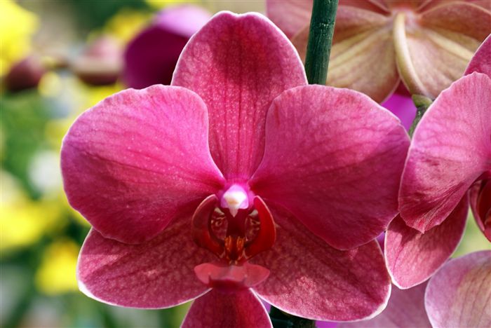 dark pink Orchid 