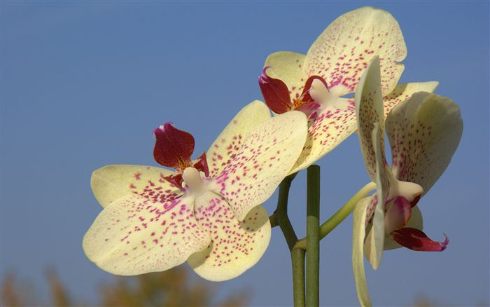 white orchid photo close up 