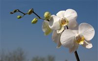 white orchid 