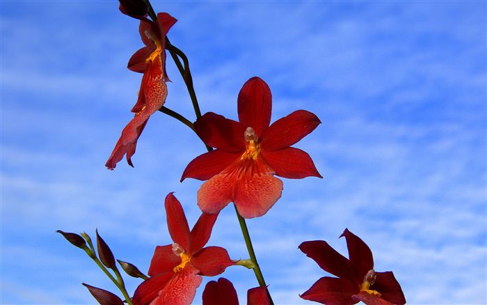 red Cambria orchid 