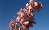 pink orchid photo 
