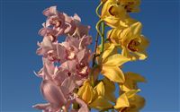 pink and yellow orchids photo 
