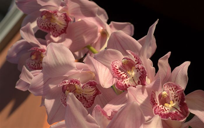pink orchids 