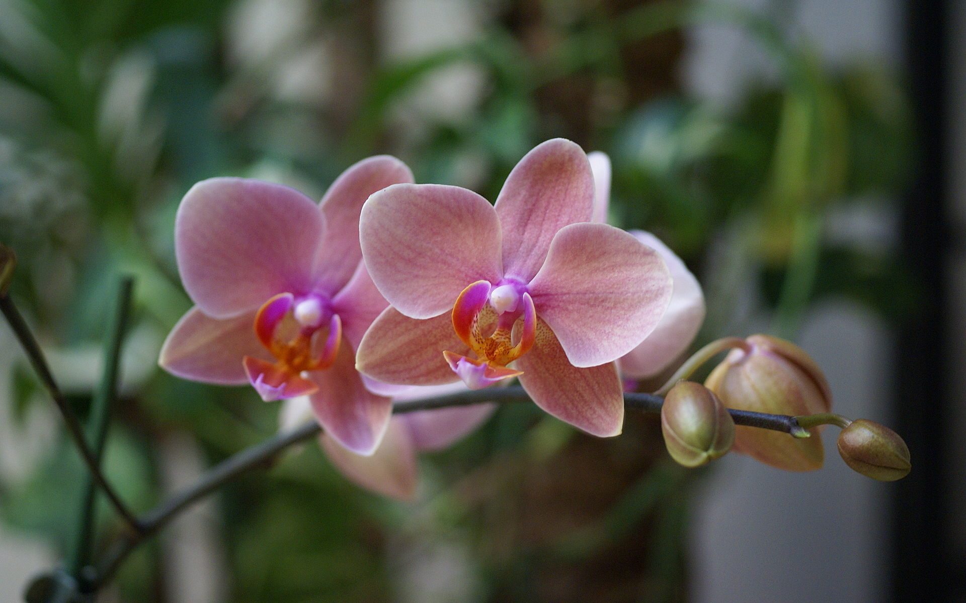 hybrid Phalaenopsis orchid wallpaper with green plant background . wallpaper 