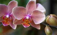 hybrid Phalaenopsis orchid close up 
