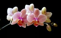 Orchid wallpaper 