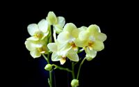 yellow orchid Phalaenopsis 