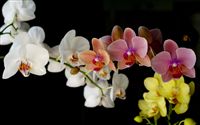colorful Orchids photo 