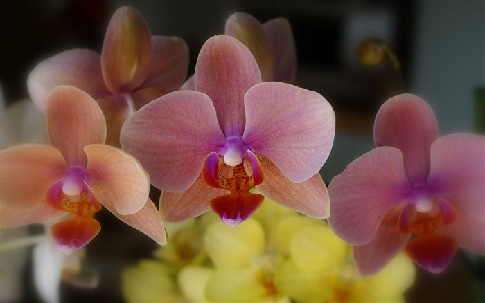 Phalaenopsis orchid wallpaper 