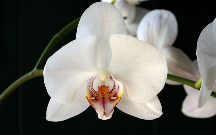 Phalaenopsis hybrids flowers 