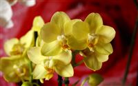yellow orchid Phalaenopsis 