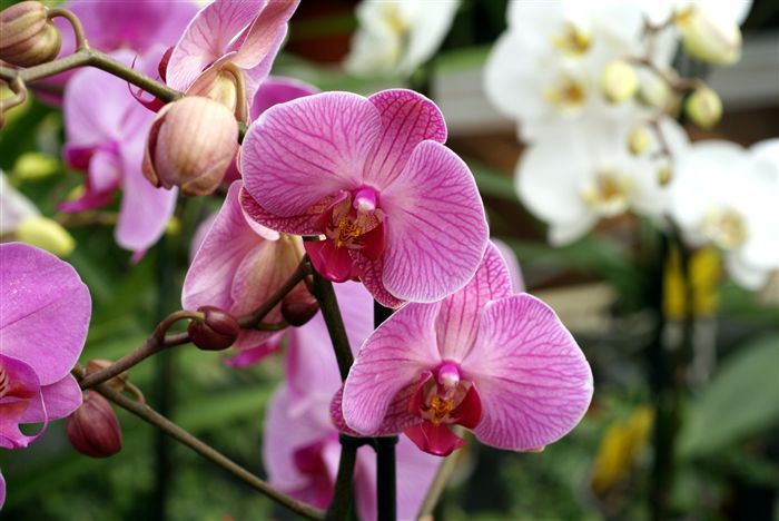 Pink Orchids Doritaenopsis Sweet 