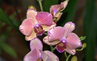 pink phalaenopsis orchid 
