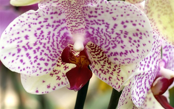 violet dotted orchid wallpaper 