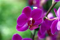 Violet Orchids 
