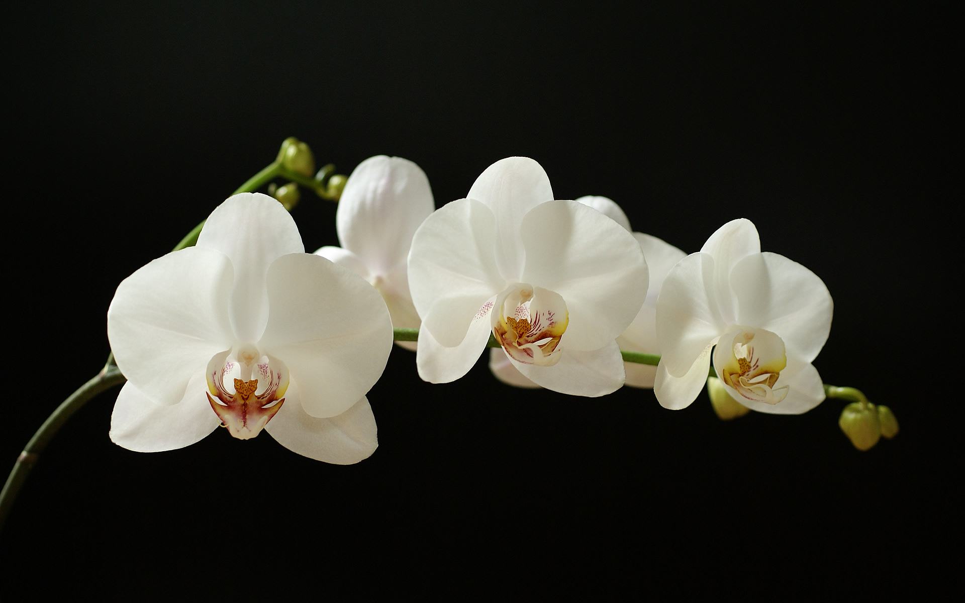 White Orchid Species