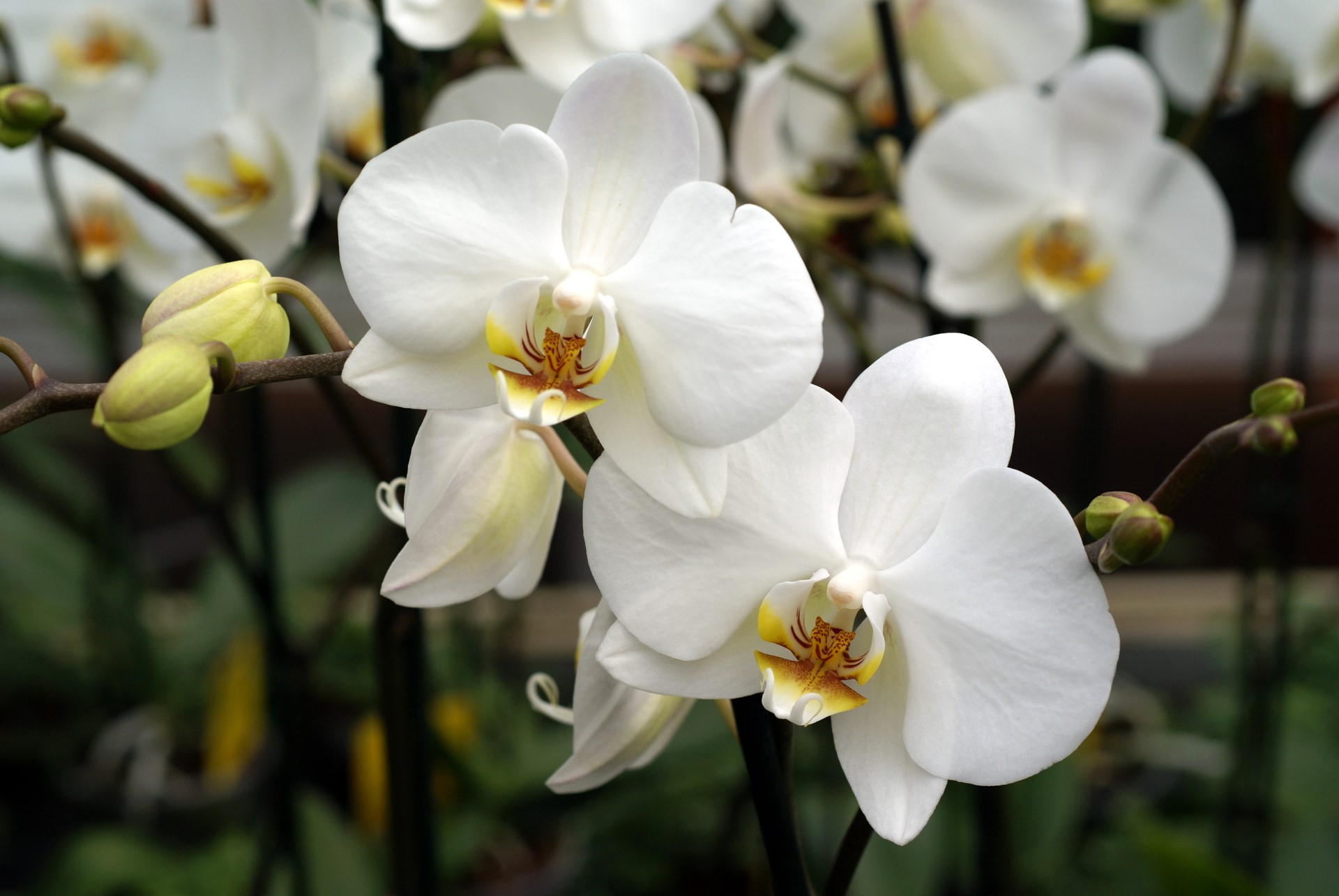 Types Of White Orchids