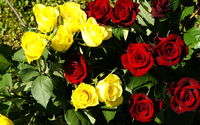 Roses red and yellow 