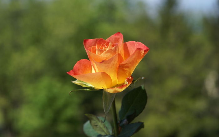 Orange Rose 