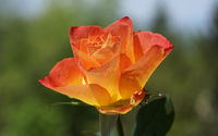 Orange Rose 