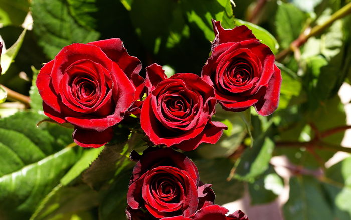 Игра ПЯТЬ Red-roses-02713_high
