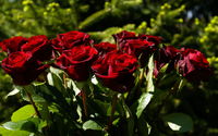 Red Roses 