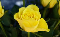 Yellow Rose macro 