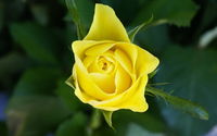 Yellow Roses 