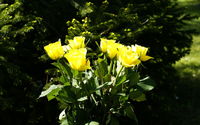 Yellow Roses bouquet 