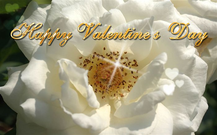 Happy Valentine's Day white rose 