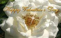 Happy Valentine's Day white rose 