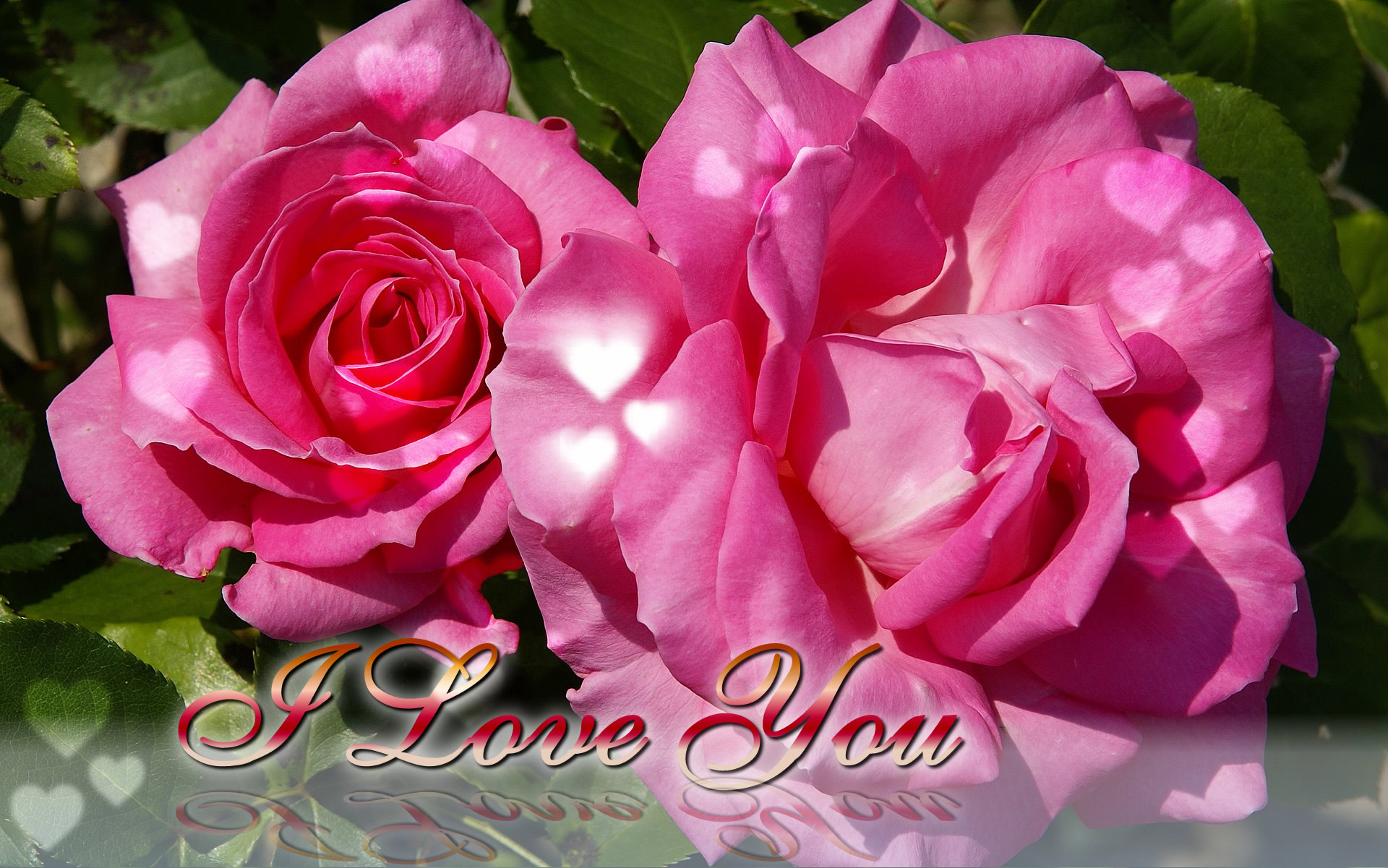 Pink Rose I Love You
