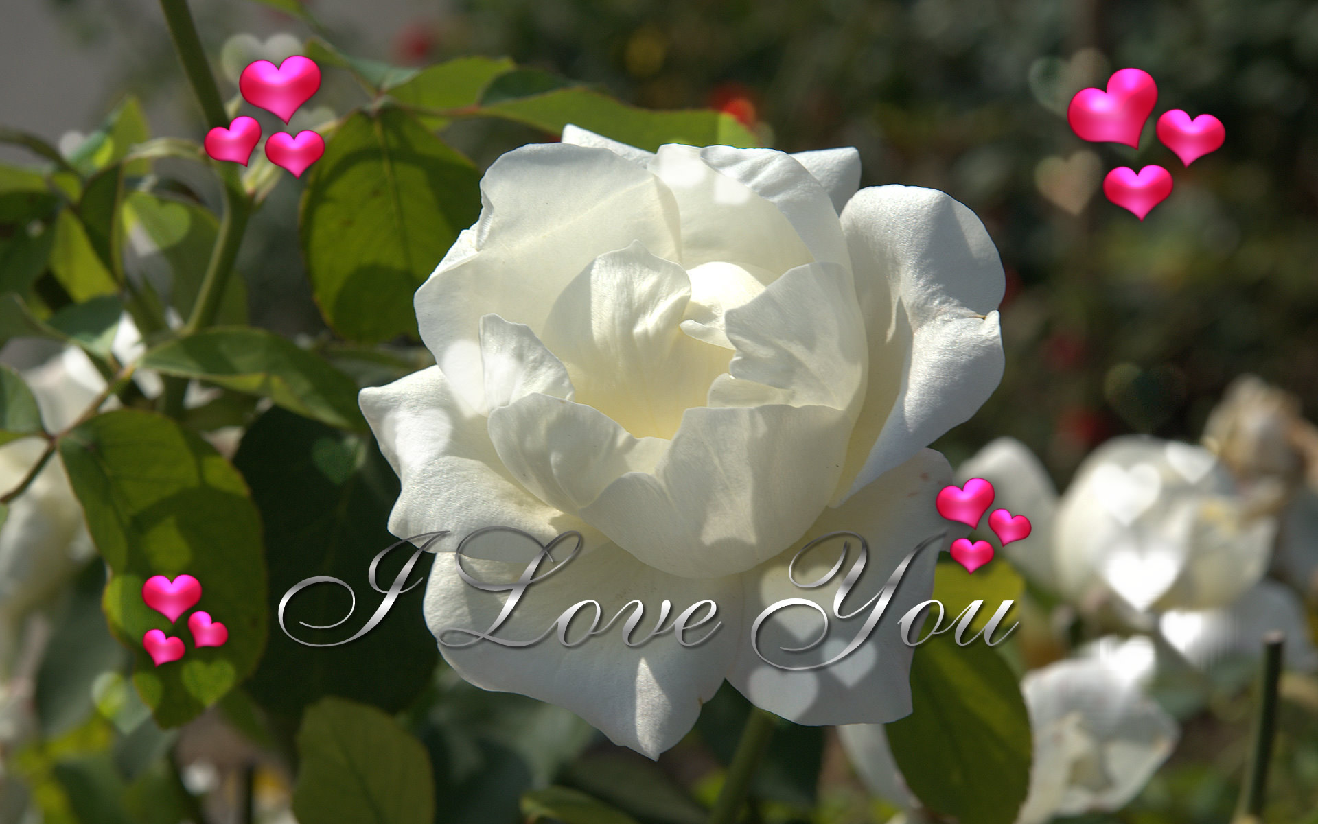 White Rose I Love You