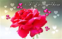 Love ecard rose 