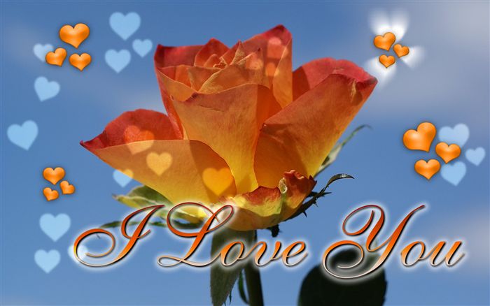 I Love you ecard orange rose 