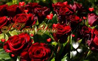 I Love you ecard hearts of roses 