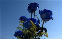 blue roses bouquet 
