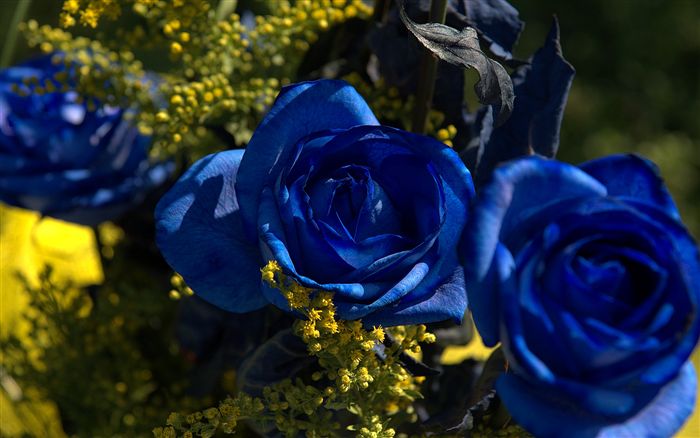 blue roses 
